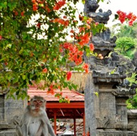 Temple Monkey
